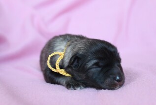 Ejmi-Lu Německ&yacute; &scaron;pic vlč&iacute; / Keeshond
