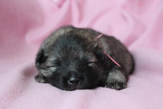Ejmi-Lu Německ&yacute; &scaron;pic vlč&iacute; / Keeshond