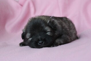 Ejmi-Lu Německ&yacute; &scaron;pic vlč&iacute; / Keeshond