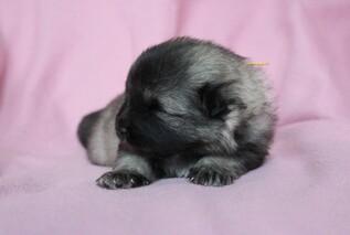 Ejmi-Lu Německ&yacute; &scaron;pic vlč&iacute; / Keeshond