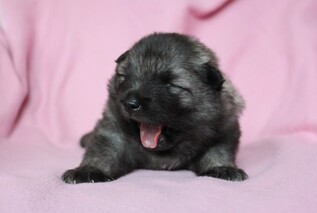 Ejmi-Lu Německ&yacute; &scaron;pic vlč&iacute; / Keeshond