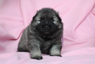 Ejmi-Lu Německ&yacute; &scaron;pic vlč&iacute; / Keeshond
