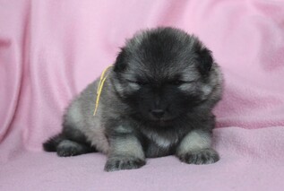 Ejmi-Lu Německ&yacute; &scaron;pic vlč&iacute; / Keeshond
