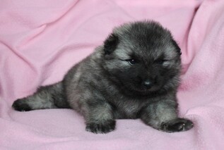Ejmi-Lu Německ&yacute; &scaron;pic vlč&iacute; / Keeshond