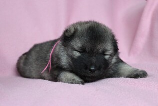 Ejmi-Lu Německ&yacute; &scaron;pic vlč&iacute; / Keeshond
