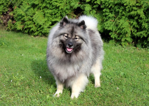 FLORRY Ejmi-Lu vlč&iacute; &scaron;pic / keeshond
