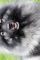 HONNEY Ejmi-Lu Německ&yacute; &scaron;pic vlč&iacute; / Keeshond