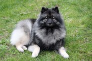 HONNEY Ejmi-Lu Německ&yacute; &scaron;pic vlč&iacute; / Keeshond