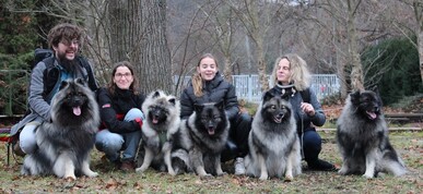 Ejmi-Lu Německ&yacute; &scaron;pic vlč&iacute; / Keeshond