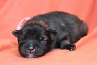 Ejmi-Lu Německ&yacute; &scaron;pic vlč&iacute; / Keeshond