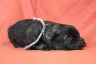 Ejmi-Lu Německ&yacute; &scaron;pic vlč&iacute; / Keeshond
