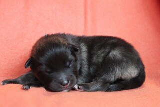 Ejmi-Lu Německ&yacute; &scaron;pic vlč&iacute; / Keeshond