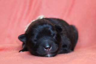 Ejmi-Lu Německ&yacute; &scaron;pic vlč&iacute; / Keeshond