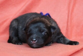 Ejmi-Lu Německ&yacute; &scaron;pic vlč&iacute; / Keeshond