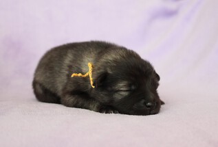 Ejmi-Lu Německ&yacute; &scaron;pic vlč&iacute; / Keeshond