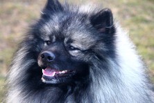 ADDYS Ejmi-Lu vlč&iacute; &scaron;pic / keeshond