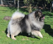 ADDYS Ejmi-Lu vlč&iacute; &scaron;pic / keeshond