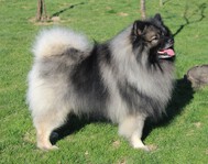 ADDYS Ejmi-Lu vlč&iacute; &scaron;pic / keeshond