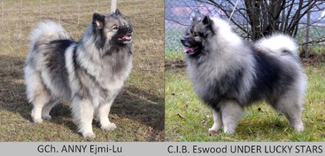 vlč&iacute; &scaron;pic / keeshond