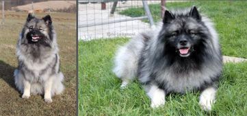 Ejmi-Lu vlč&iacute; &scaron;pic / keeshond