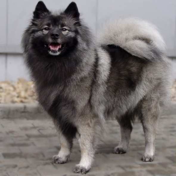 Aysha z Kam&eacute;lie Německ&yacute; &scaron;pic vlč&iacute; / Keeshond