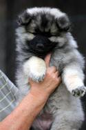 BAILLEY Ejmi-Lu vlč&iacute; &scaron;pic / keeshond