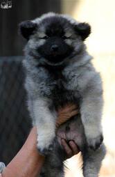 BAILLEYS Ejmi-Lu vlč&iacute; &scaron;pic / keeshond