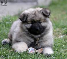 BELLYS Ejmi-Lu Německ&yacute; &scaron;pic vlč&iacute; / Keeshond
