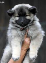 BENNY Ejmi-Lu Německ&yacute; &scaron;pic vlč&iacute; / Keeshond