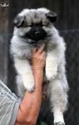 BENNYS Ejmi-Lu Německ&yacute; &scaron;pic vlč&iacute; / Keeshond