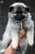 BETTY Ejmi-Lu Německ&yacute; &scaron;pic vlč&iacute; / Keeshond