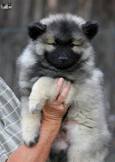BETTYS Ejmi-Lu Německ&yacute; &scaron;pic vlč&iacute; / Keeshond