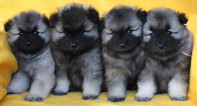 CH Ejmi-Lu Německ&yacute; &scaron;pic vlč&iacute; / Keeshond