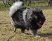 EILLEY Ejmi-Lu vlč&iacute; &scaron;pic / keeshond