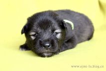 EILLEY Ejmi-Lu vlč&iacute; &scaron;pic / keeshond