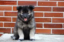 EILLEY Ejmi-Lu vlč&iacute; &scaron;pic / keeshond