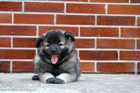EILLEYS Ejmi-Lu vlč&iacute; &scaron;pic / keeshond