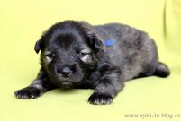 EILLEYS Ejmi-Lu vlč&iacute; &scaron;pic / keeshond