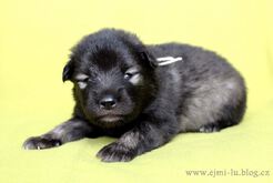 EISSEY Ejmi-Lu vlč&iacute; &scaron;pic / keeshond