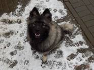 EISSEYS Ejmi-Lu vlč&iacute; &scaron;pic / keeshond