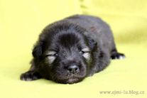 EISSEYS Ejmi-Lu vlč&iacute; &scaron;pic / keeshond