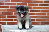 EISSEYS Ejmi-Lu vlč&iacute; &scaron;pic / keeshond