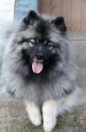 Izdomasu FAI NA NA keeshond / německ&yacute; &scaron;pic vlč&iacute;