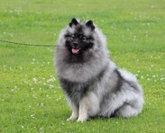 Izdomasu FAI NA NA keeshond / německ&yacute; &scaron;pic vlč&iacute;