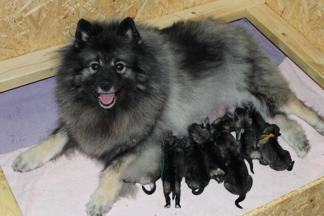 Ejmi-Lu Německ&yacute; &scaron;pic vlč&iacute; / Keeshond