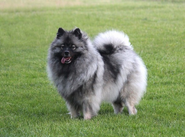 Ejmi-Lu Německ&yacute; &scaron;pic vlč&iacute; / Keeshond