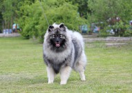 FLORRY Ejmi-Lu vlč&iacute; &scaron;pic / keeshond