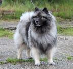 FLORRY Ejmi-Lu vlč&iacute; &scaron;pic / keeshond