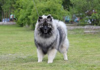 FLORRY Ejmi-Lu vlč&iacute; &scaron;pic / keeshond