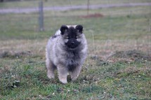 FLORRY Ejmi-Lu vlč&iacute; &scaron;pic / keeshond